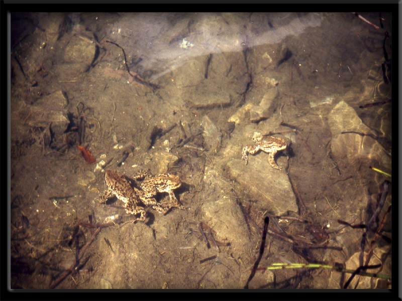 Bufo bufo